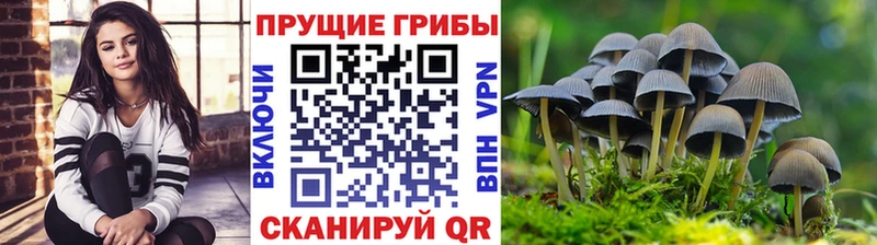 Галлюциногенные грибы Cubensis  где можно купить   Грязовец 